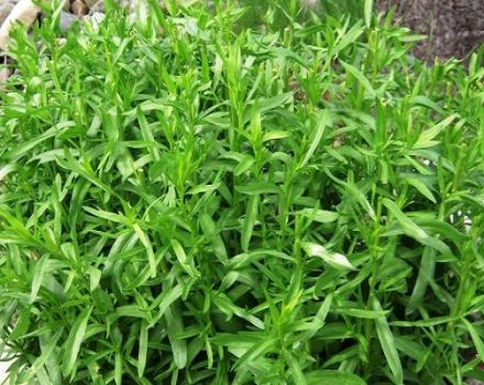 Varieties and types of bush tarragon, how to choose a fragrant tarragon and its use