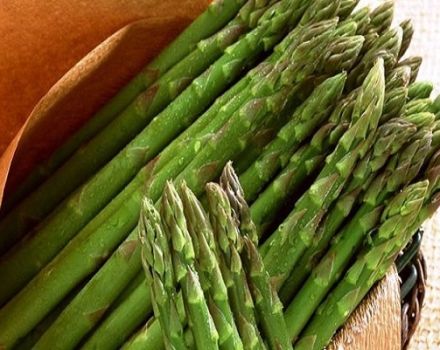 What is asparagus, its types and where it grows, the benefits and harms