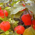 Cultivar physalis en casa, elegir una variedad y cuidar más la planta.