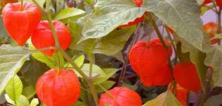 Tumbuh physalis di rumah, memilih pelbagai dan merawat tanaman lebih lanjut