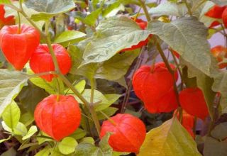 Pěstování physalis doma, výběr odrůdy a další péče o rostlinu