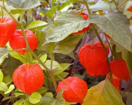 Tumbuh physalis di rumah, memilih pelbagai dan merawat tanaman lebih lanjut