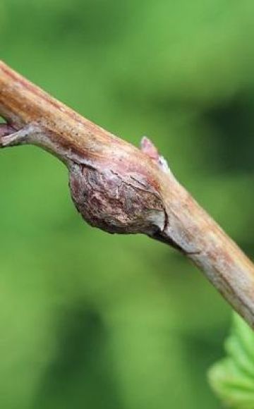 Comment traiter la cécidomyie des tiges sur les framboises, les méthodes traditionnelles et les produits chimiques