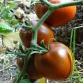 Description et caractéristiques de la variété de tomate Black gourmet