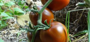 Tomātu šķirnes Melnais gardēdis apraksts un īpašības