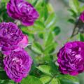 Description of varieties of purple roses, planting, growing and care