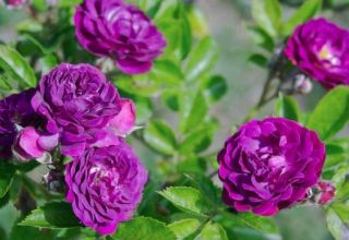 Description of varieties of purple roses, planting, growing and care