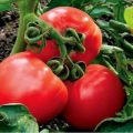 Characteristics of the tomato variety Snow Leopard, its yield