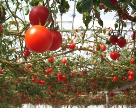 Characteristics, description and features of growing tomato Sprut