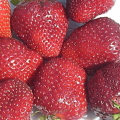 Descripción y características de las fresas Vima Rina, plantación y cuidado.