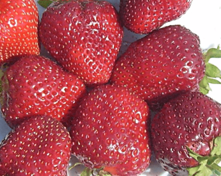 Description et caractéristiques des fraises Vima Rina, plantation et entretien