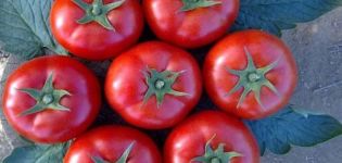 Description of the tomato variety Galina and its characteristics