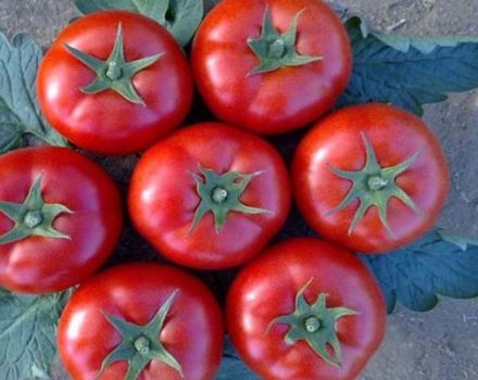 Description de la variété de tomate Galina et de ses caractéristiques