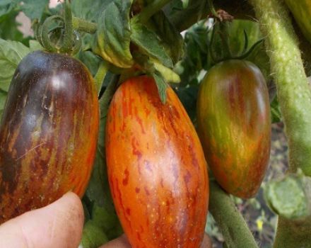 Características de la variedad de tomates Gnome shadow boxing.