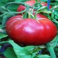 Caractéristiques de la variété de tomates Raspberry Paradise et rendement