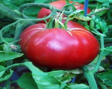 Caractéristiques de la variété de tomates Raspberry Paradise et rendement