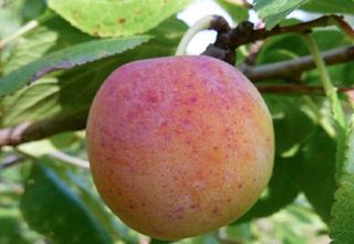 Mga paglalarawan at katangian ng mga uri ng plum Umagang, lumalaki at mag-aalaga