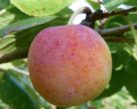 Description and characteristics of plum varieties Morning, growing and care