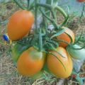 Description of the tomato variety Golden Bullet and its characteristics