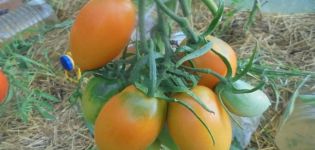 Description de la variété de tomate Golden Bullet et de ses caractéristiques