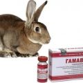 Description and instructions for use of Gamavit for rabbits, analogues