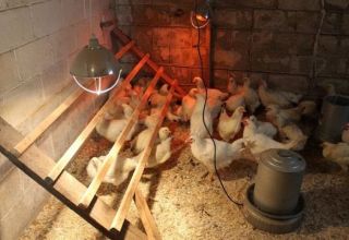 Instructions for using infrared lamps for heating a chicken coop