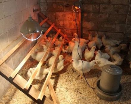 Instructions for using infrared lamps for heating a chicken coop