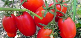 Características y descripción de la variedad de tomate Vovyi Ears, su rendimiento