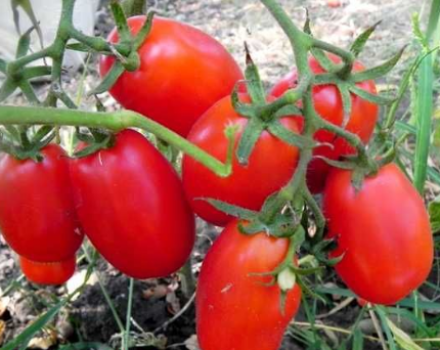 Caractéristiques et description de la variété de tomate épis Volovyi, son rendement