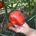 Description de la variété de tomate Flaming Heart, caractéristiques et culture