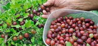 When and how to pick gooseberries correctly so as not to prick