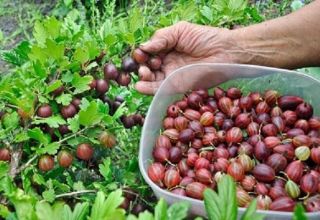 When and how to pick gooseberries correctly so as not to prick