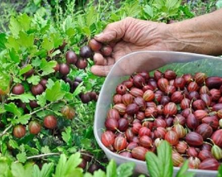 When and how to pick gooseberries correctly so as not to prick