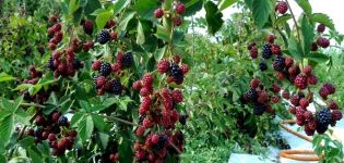 Cómo y qué alimentar a las moras en primavera, verano y otoño durante la floración y la fructificación.