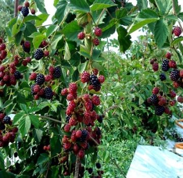 Cómo y qué alimentar a las moras en primavera, verano y otoño durante la floración y la fructificación.