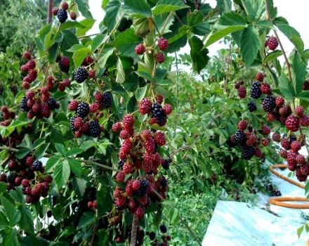 Cómo y qué alimentar a las moras en primavera, verano y otoño durante la floración y la fructificación.