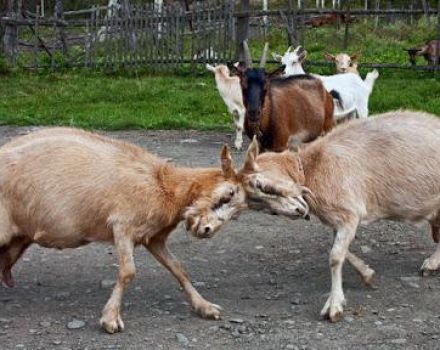 How to wean a goat from butting and why it does it, deactivating horns