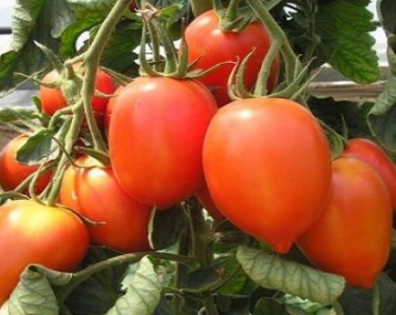 Ciri-ciri dan penerangan mengenai pelbagai jenis tomato kolibri