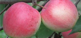 Description and characteristics of the Stroyevskoe apple variety, cultivation and care