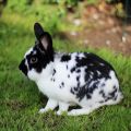 Description and characteristics of butterfly rabbits, rules of maintenance