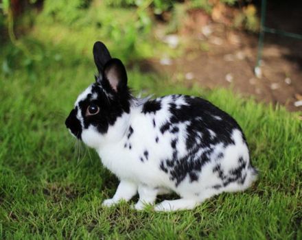 Description et caractéristiques des lapins papillon, règles d'entretien