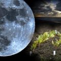 Calendario lunar para el jardinero y jardinero para marzo de 2020, los mejores y peores días para sembrar.