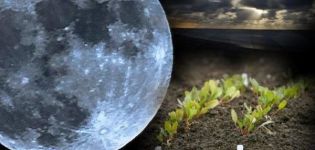 Calendario lunar para el jardinero y jardinero para marzo de 2020, los mejores y peores días para sembrar.