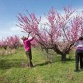 Cuándo y cómo podar melocotones para formar un árbol.