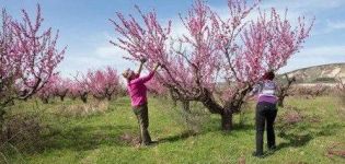 Cuándo y cómo podar melocotones para formar un árbol.