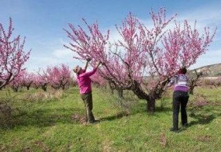 Cuándo y cómo podar melocotones para formar un árbol.