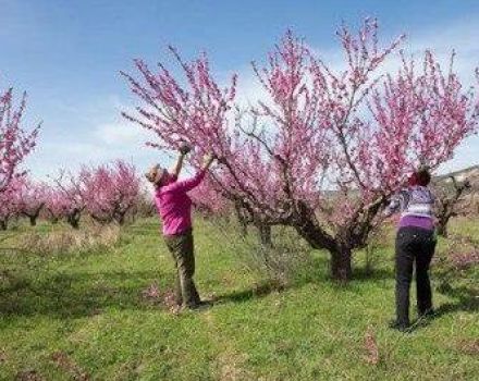 Quand et comment tailler les pêches pour former un arbre