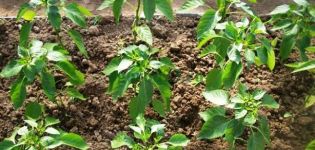 Qué alimentar a los pimientos después de plantarlos en el invernadero, qué fertilizantes y cuándo usar.