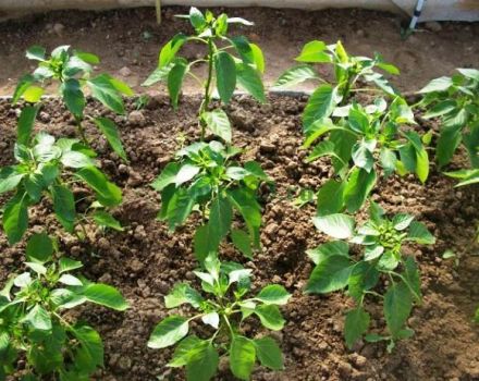 Qué alimentar a los pimientos después de plantarlos en el invernadero, qué fertilizantes y cuándo usar.