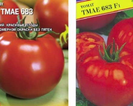 Description de la variété de tomate Tmae 683 F1 neuve du Japon